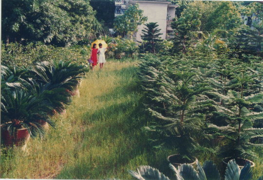 林场旧场部1990.jpg