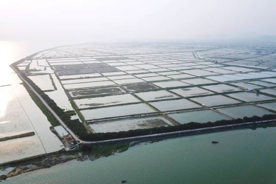 为保护汕头红树林资源，汕头早在20年前就已启动“向大海要森林”行动。