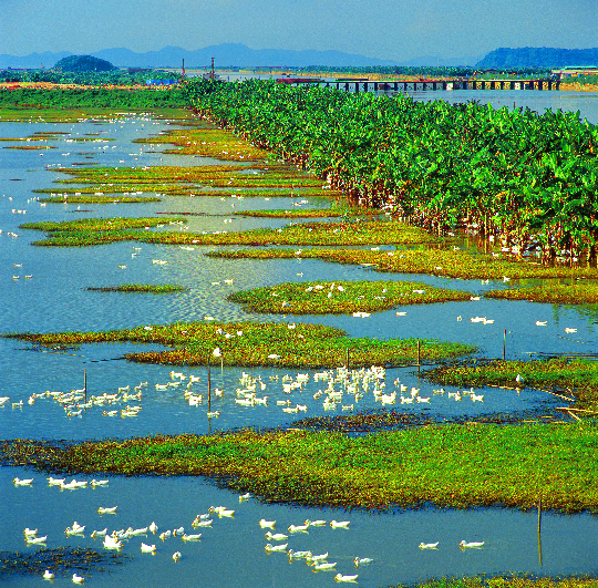 一等奖《湿地上觅食的鸭子》简建文 摄于中山翠亨新区湿地.jpg