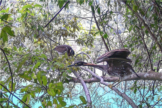 海南虎斑鳽2.jpg