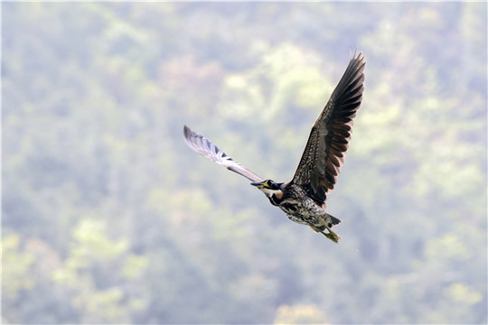 海南虎斑鳽3.jpg