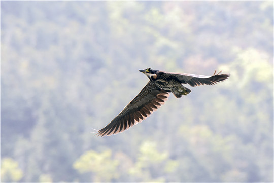 海南虎斑鳽4.jpg