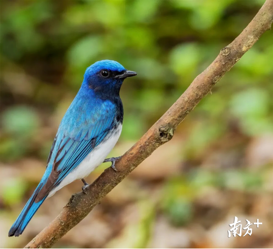白腹姬鹟，别名琉璃鸟、山竹鸟