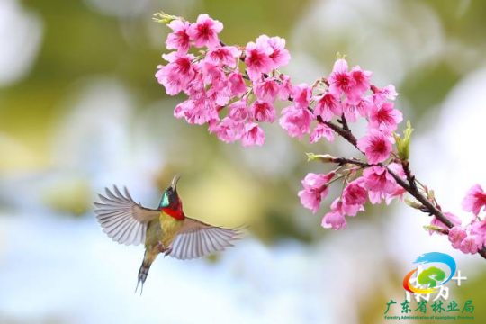 [阳江]鸟语花香,春暖花开