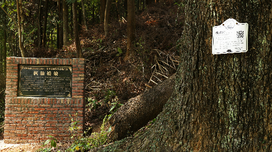 和平县古树森林康养基地.JPG