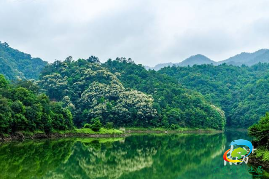 广东高质量水源林建设。通讯员 林荫 供图