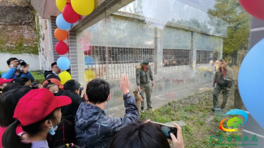 市民朋友正在参观华南虎“庆庆”。