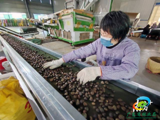 保仪生态科技（广东）有限公司油茶加工车间，工人忙着分拣油茶。  南方+ 马吉池 拍摄