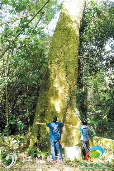 340岁见血封喉（开平市）