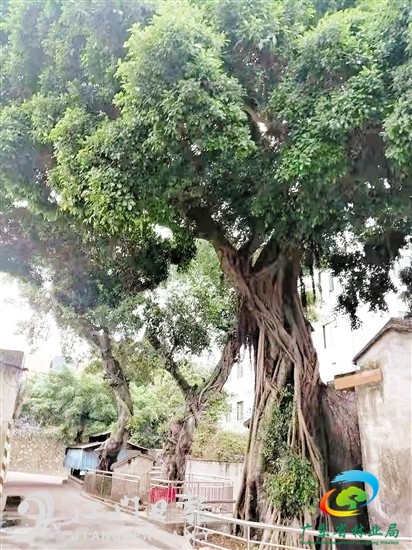 115岁榕树（江海区）