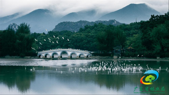 肇庆星湖湿地，良好生态环境引来群群白鹭。梁剑峰摄影.jpg?x-oss-process=style/w10