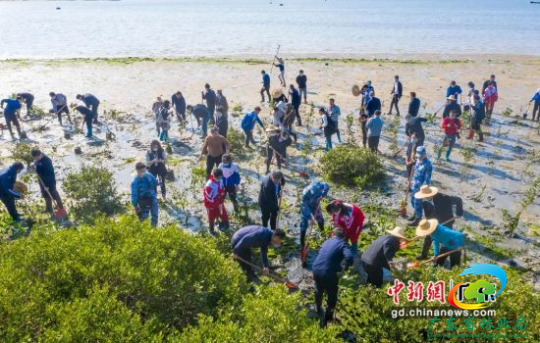 湛江沿海滩涂开展义务植树活动。广东省林业局 供图