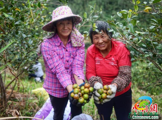农户喜获油茶果丰收 广东省林业局 供图