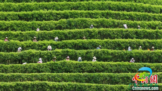 茶农正在采摘茶叶 广东省林业局 供图