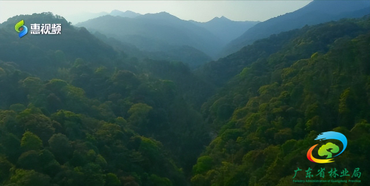 龙门南昆山自然保护区监测到4种国家二级保护动物