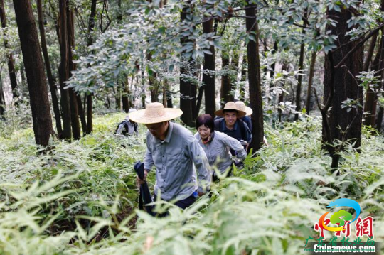 林勘技术人员走在蕨类杂草植物的山林里 广东省林业局 供图