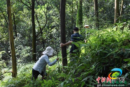 林勘技术人员测量树木高度。陈楚红 摄