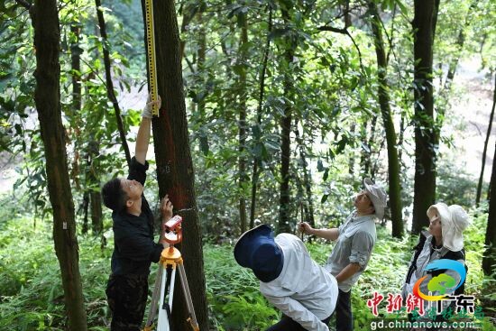 林勘技术人员测量树木高度。陈楚红 摄