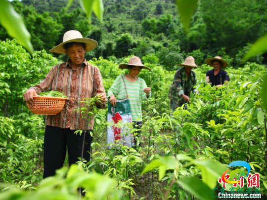 农户在沉香种植基地劳作 广东省林业局 供图