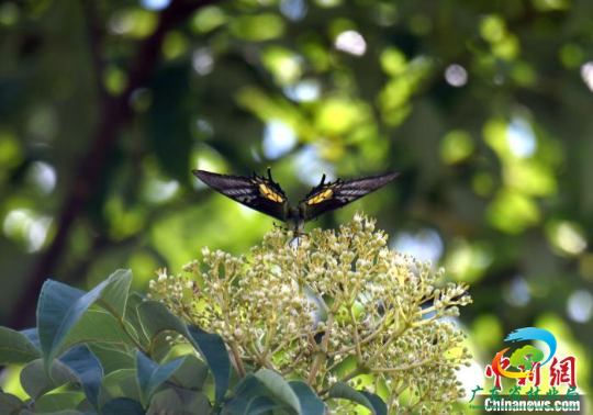 广东南岭国家级自然保护区拍摄到的金斑喙凤蝶 广东省林业局 供图