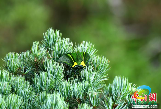 金斑喙凤蝶有“蝶中皇后”之称 广东省林业局 供图