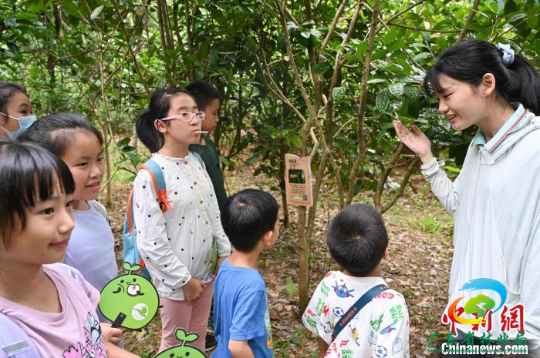 小学生在广东树木公园参与自然教育活动 陈楚红 摄