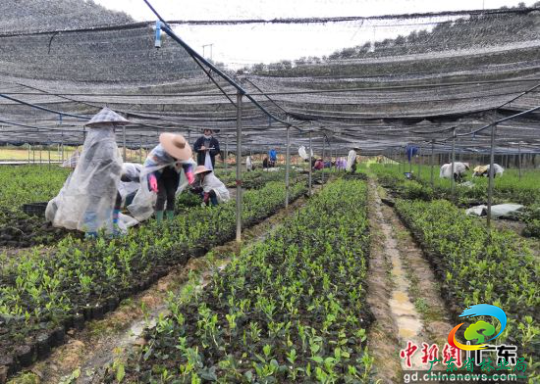 油茶树苗培育大棚。广东省林业局 供图