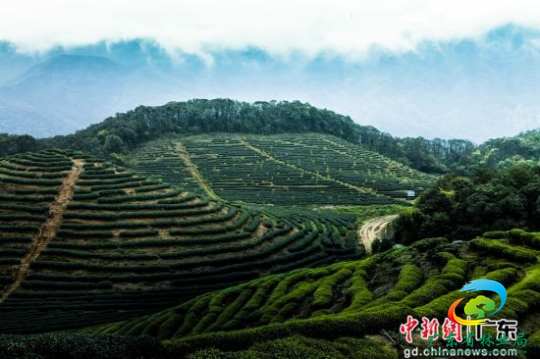 梅州兴宁荒山上种植油茶树。广东省林业局 供图