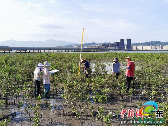 广东省林业调查规划院工作人员开展林草湿资源监测。广东省林业局 供图