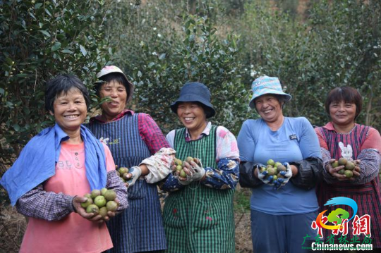 农民喜获油茶果丰收 广东省林业局 供图