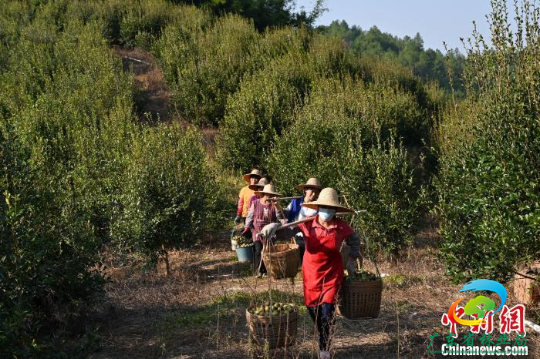 农户在广东省肇庆市广宁县马铁坳的油茶种植基地采摘油茶果。　陈楚红 摄