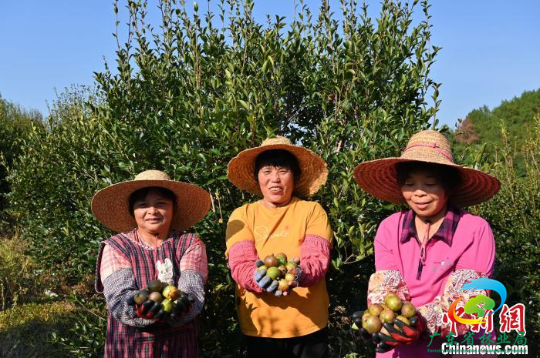 农户展示在广东省肇庆市广宁县马铁坳的油茶种植基地采摘的油茶果。　陈楚红 摄