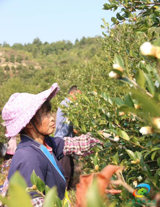 工人正在采摘油茶果。陈咏怀 摄