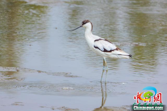 一只反嘴鹬在东莞市滨海湾新区沿海滩涂漫步 广东省林业局 供图