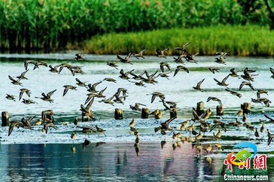 深圳华侨城国家湿地公园候鸟飞翔。　欧阳勇 摄