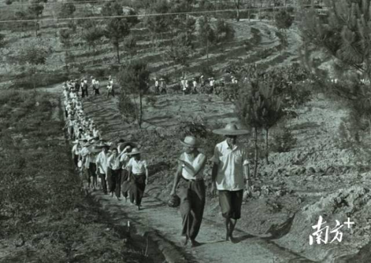 1974年11月，肇庆地区山区工作会议在怀集召开，怀集县发展林业生产的经验得到表彰和推广。图为参会人员在岳山参观。