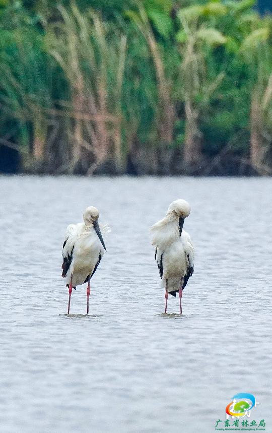 近日，大批候鸟抵达广州南沙湿地。