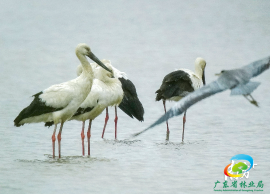  “我们南沙生态环境好啊，才吸引了这群稀客到访！”12月14日，摄影爱好者刘伟在广州南沙湿地景区观鸟平台拍鸟，突然发现一群体型较大的鸟群，就用相机记录了它们觅食的画面。
