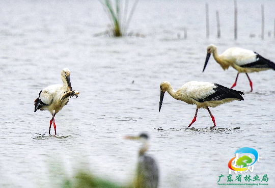 据介绍，14日当天南沙湿地鸟类觅食区的东方白鹳数量超过13只。