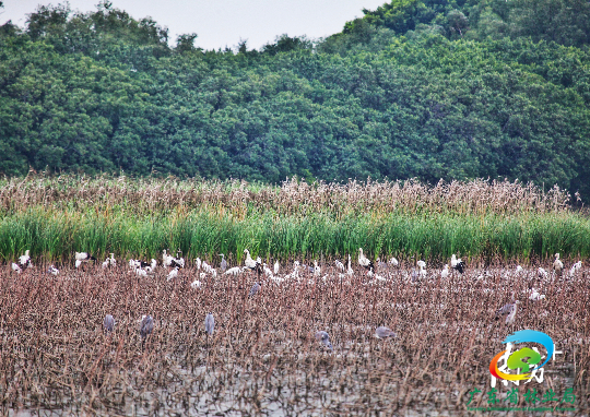  15日，观鸟爱好者又在南沙湿地观察到了成群的东方白鹳。