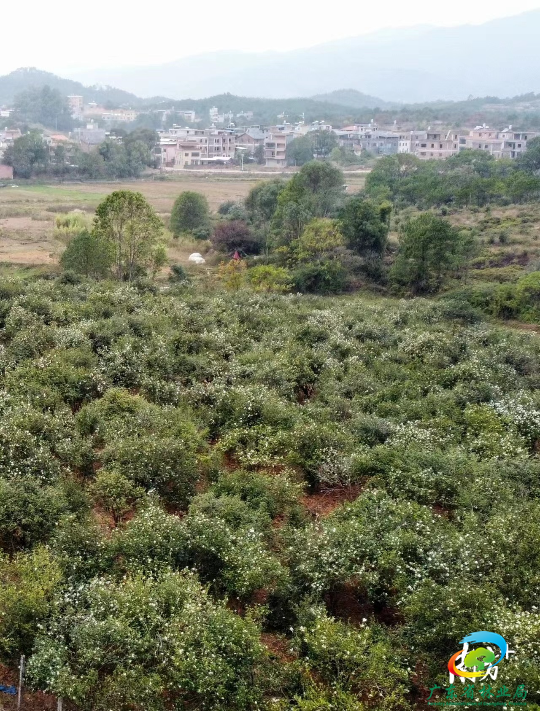 进入十二月，河源市连平县红星村的白油茶花已经漫山遍野。  南方日报 南方+记者  肖雄  邵一弘  通讯员  林荫  摄影报道  