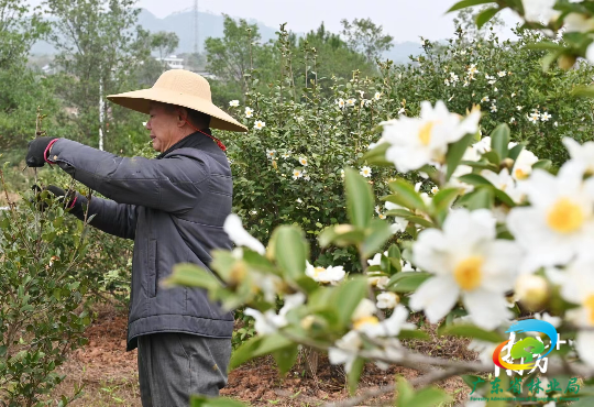 油茶山上，洁白的花瓣、金色的花蕊，团团簇簇、层层叠叠，深绿的树叶在风中微微摇摆，让气温偏冷的冬天多了几分生机。 