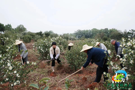 目前，全省油茶中有超过100万亩处于盛花期，花开正艳。 