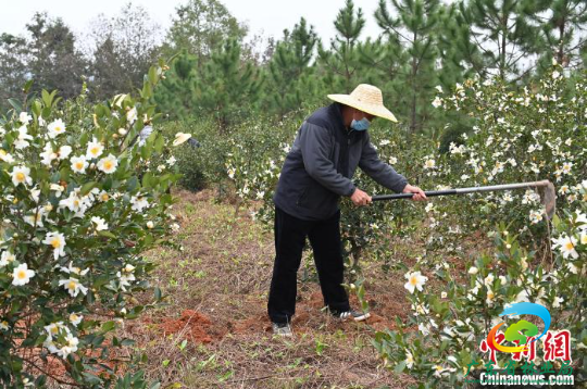 广东河源连平县林农正在油茶林里劳作 广东省林业局 供图