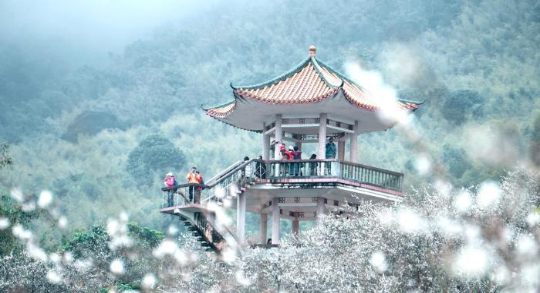 广州市流溪河十万余株梅花竞相绽放