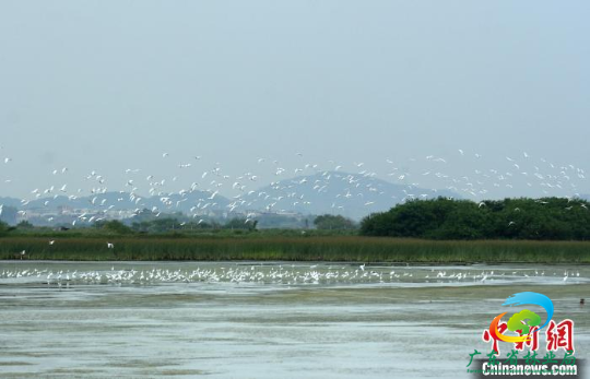 广东海丰国际重要湿地 广东省林业局 供图