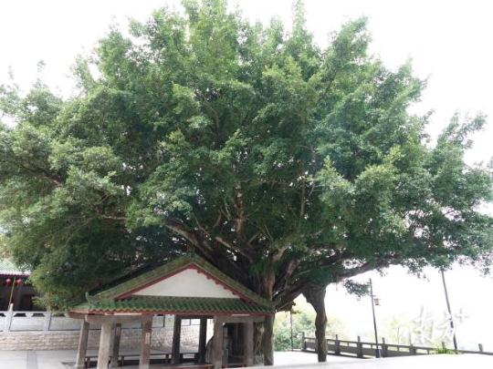 500年古榕枝繁叶茂。 