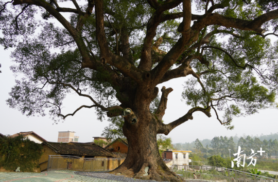 树龄超500年的古樟树。