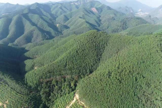 肇鼎储备林公司位于封开县六角林场国储林基地。受访者供图