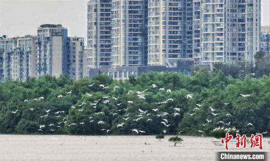 黑脸琵鹭飞抵深圳湾 林荫 摄